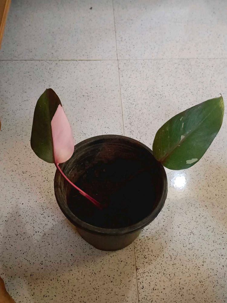 Pink Princess Philodendron And Ring Of Fire Plant