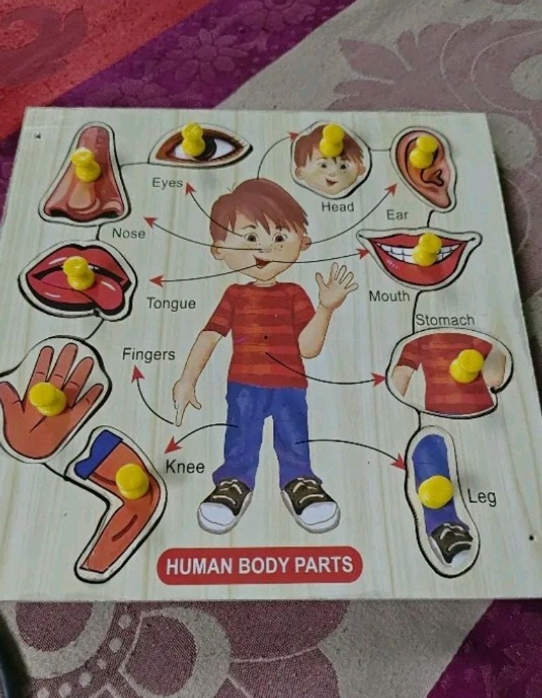 Human Body Parts