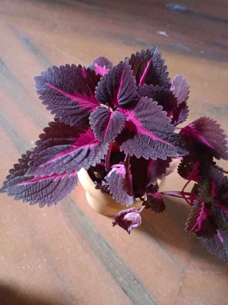 Coleus Plant With Pot