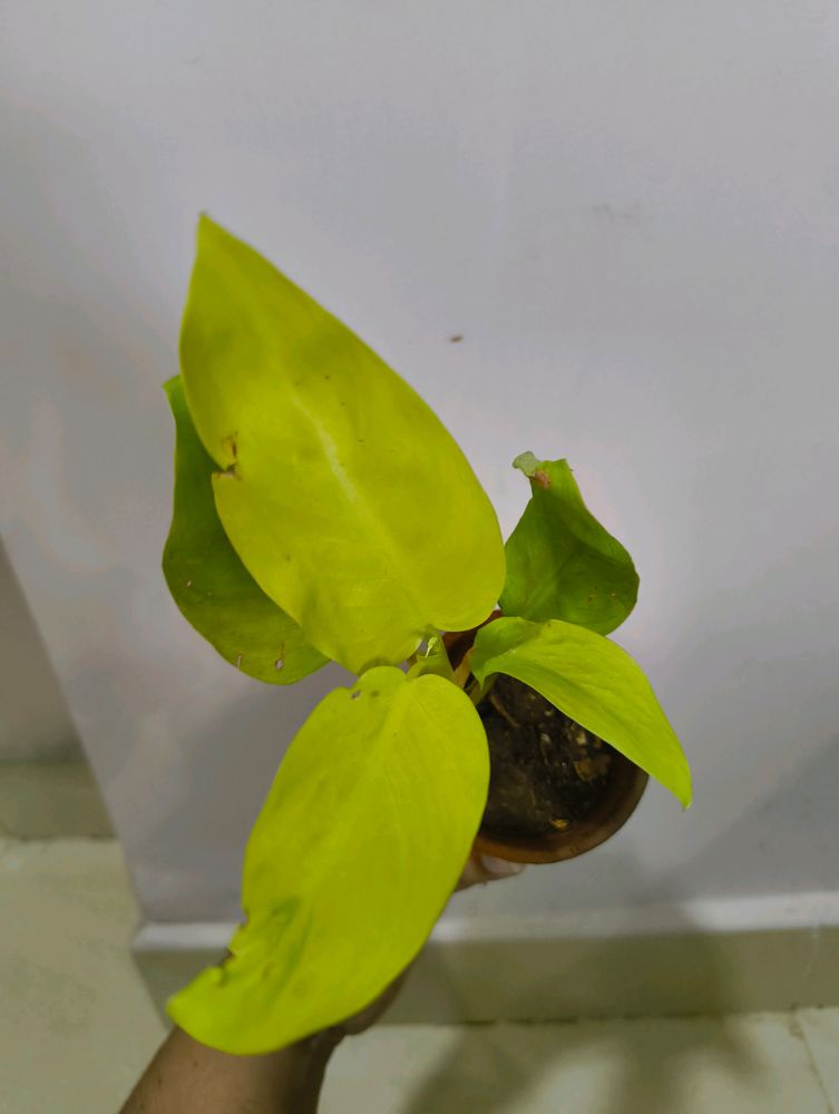 Golden Philodendron Pothos