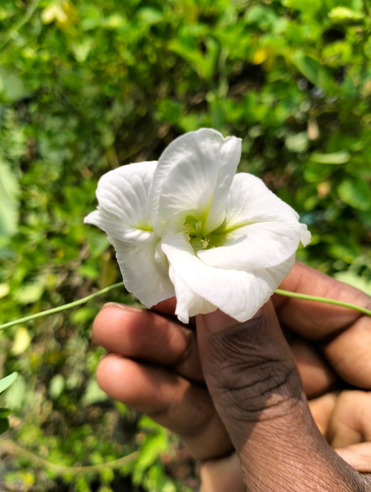 Double Petal Aparajita Plant With Seeds