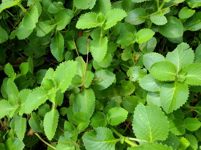 Mexican Mint Plant