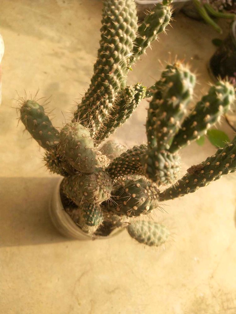 Combo Of 4 Variety Cactus Plant With Root