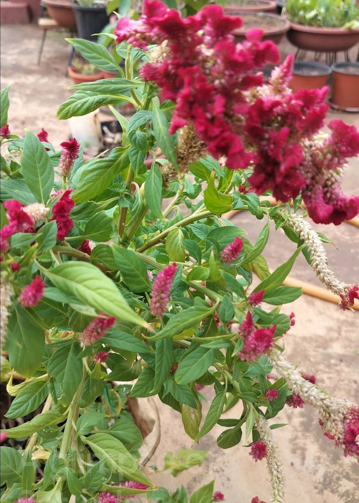 Pink Velvet Flower Seeds