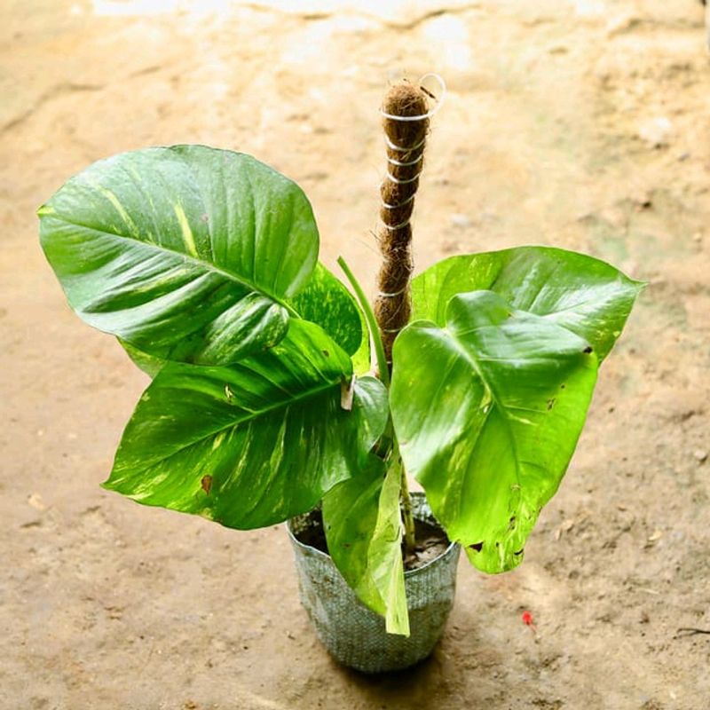 Broad Leaf Variegated Money Plant