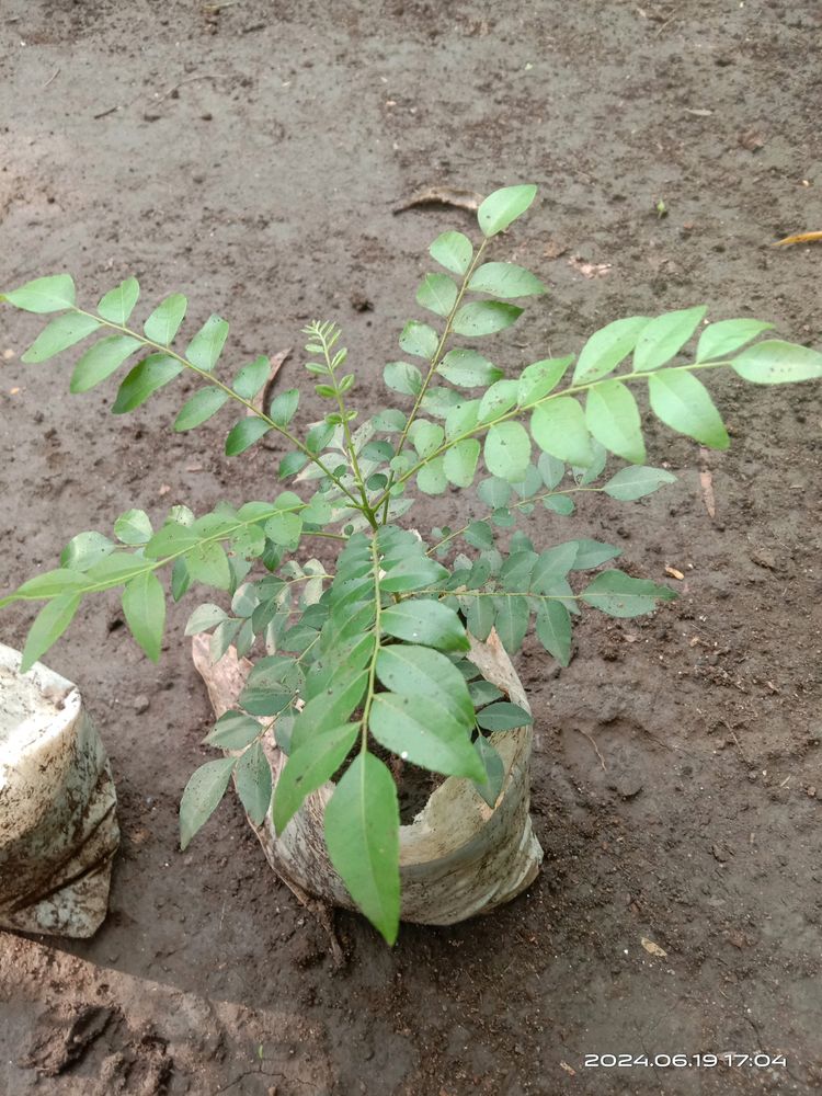 Kari Plane/Mithi Neem /Kari Leaf