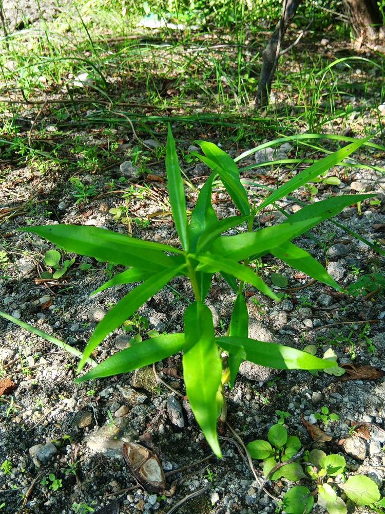 Yellow Karabi Plant