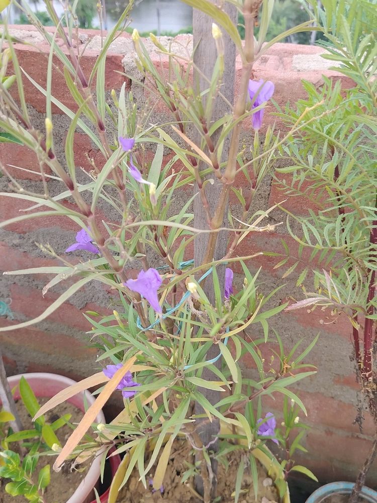 Ruellia simplex Plant