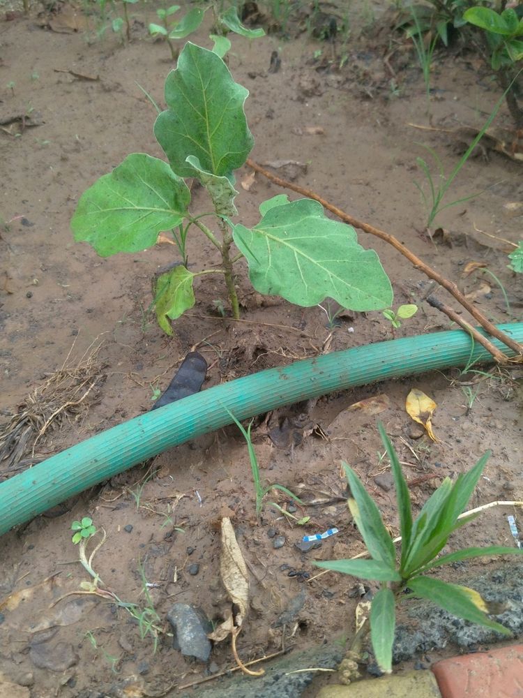 Brinjal And Flower Plant Combo 2