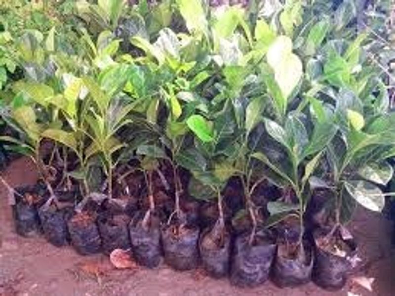 Jack Fruit Shapling