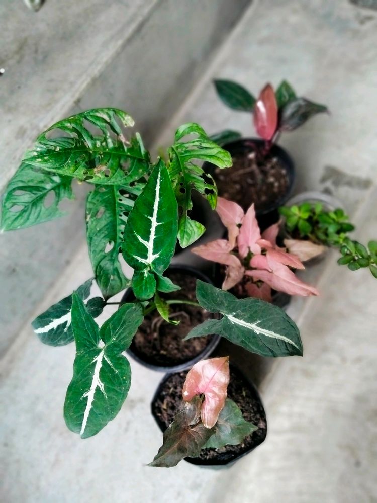 Mix Plants  Of 6 Varieties
