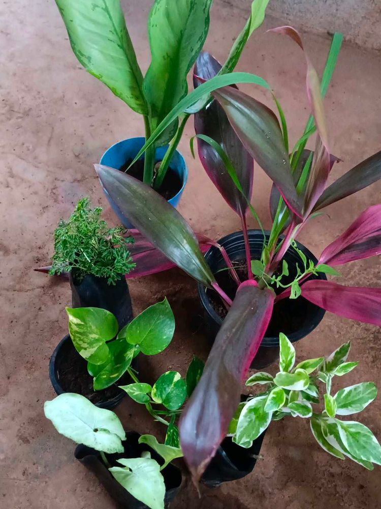 6 Plants Combo