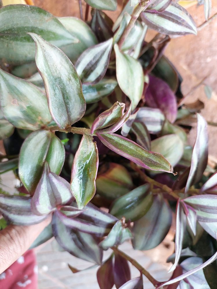 Wandering Jew