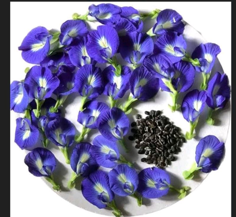 Butterfly Pea Flower/ Gokarana Seeds