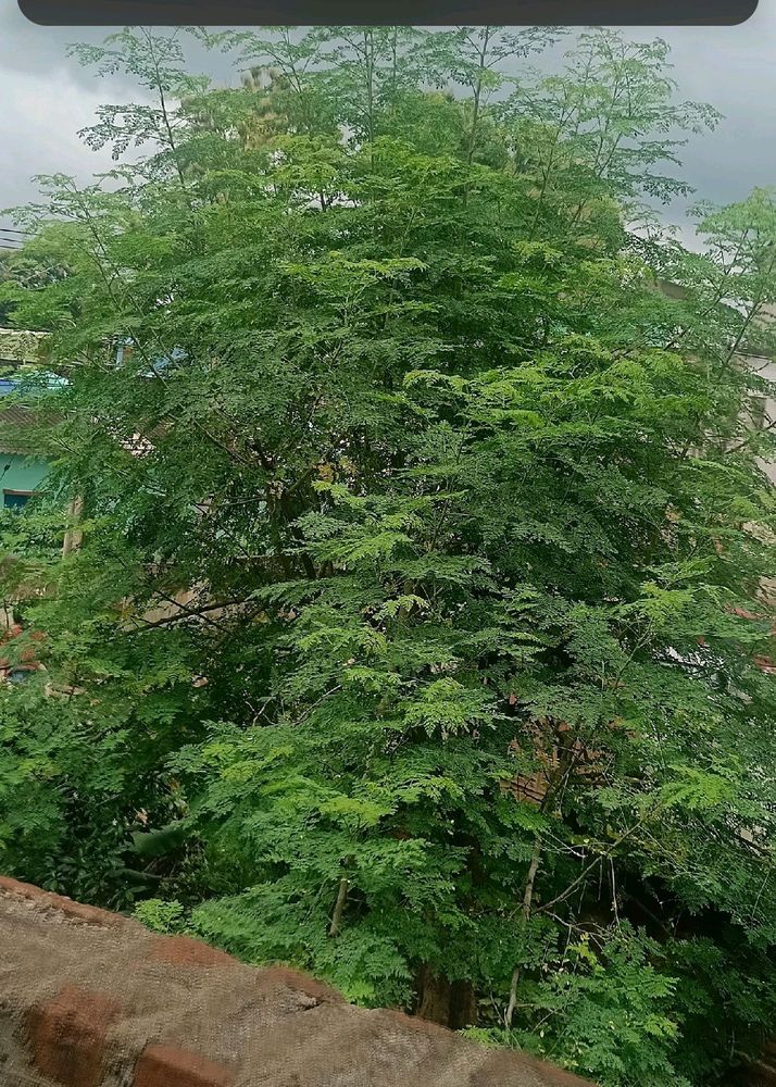 Moringa Leaves