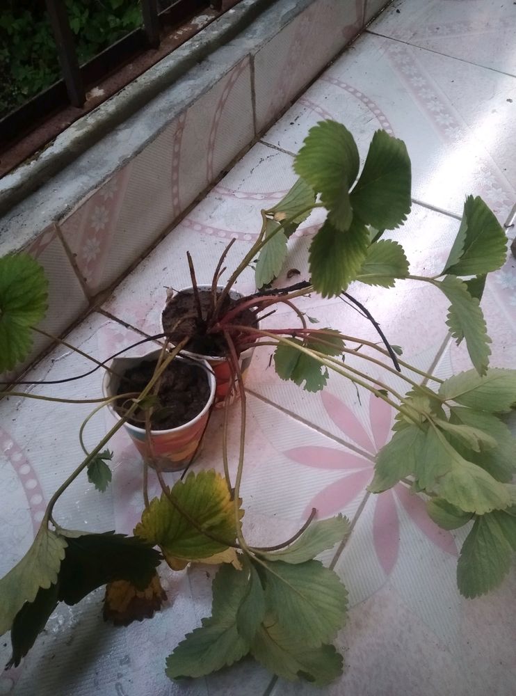 Combo Of 2 Hybrid Strawberry Plant