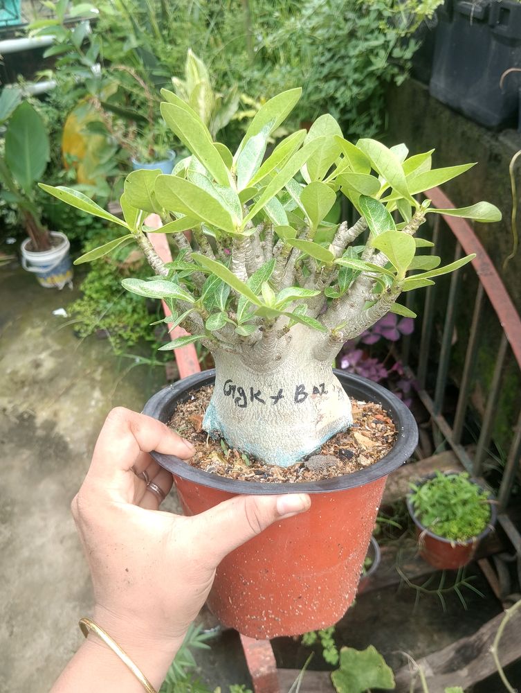 Adenium Arabicum Live Plant (Ggk+Baz)