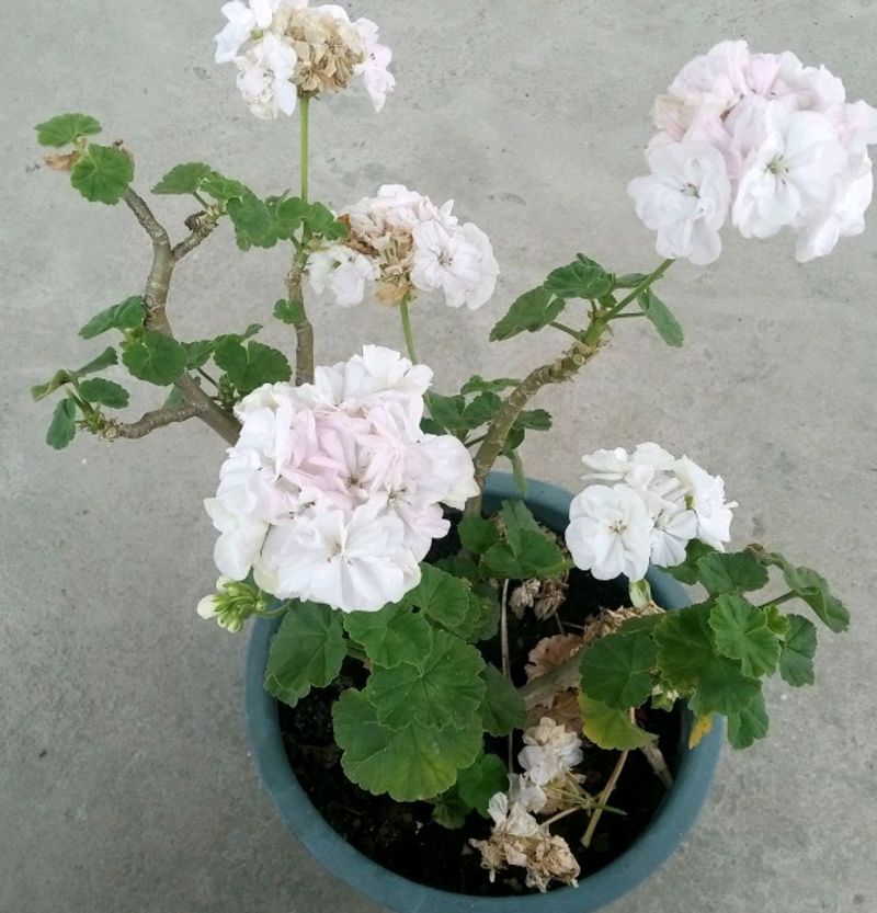 White Geranium