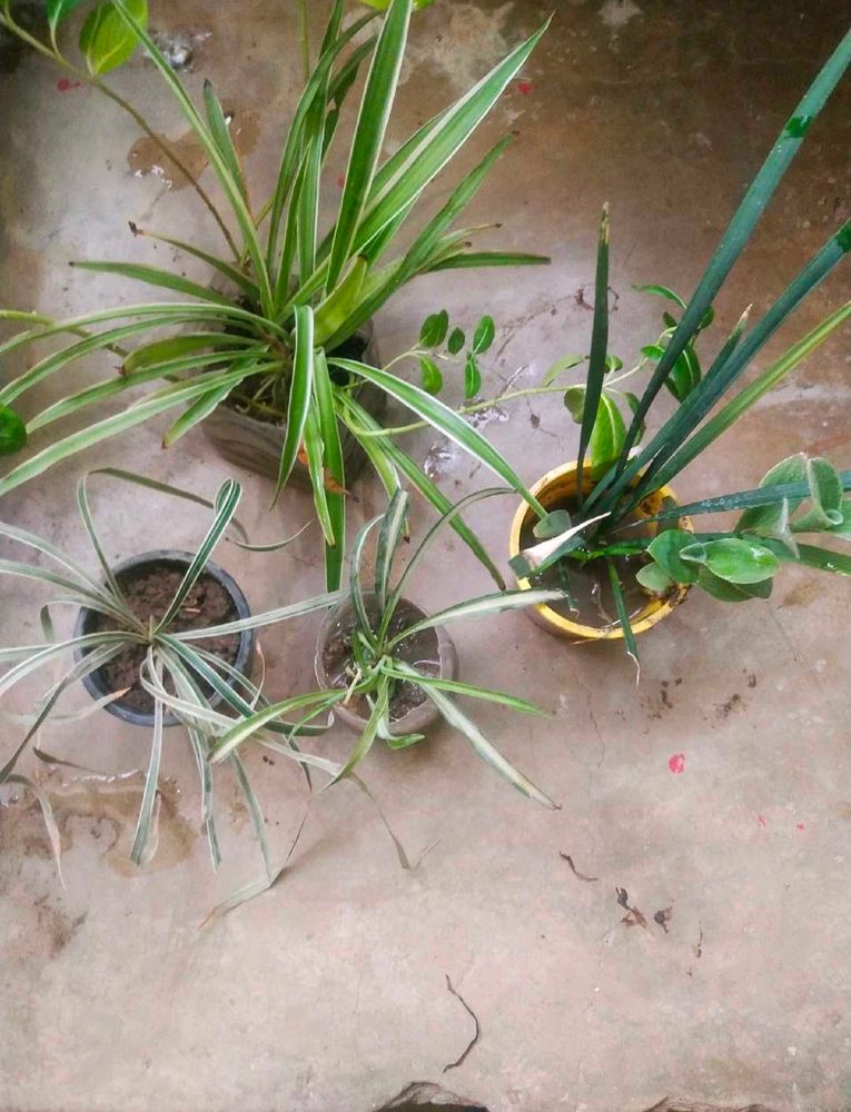 Spider Plant 4 Variety With Root