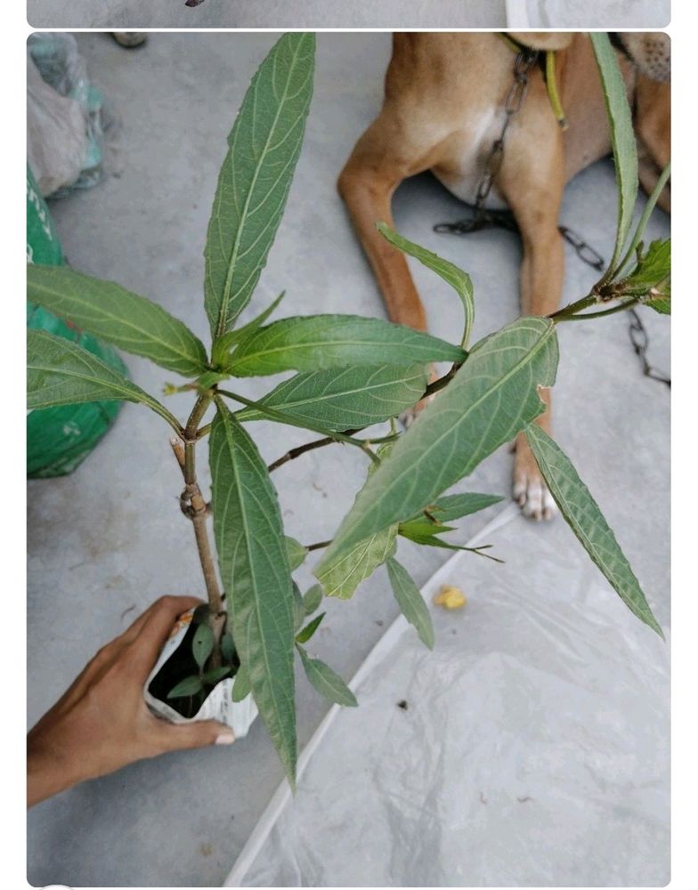 Maxican Pitunia Plant