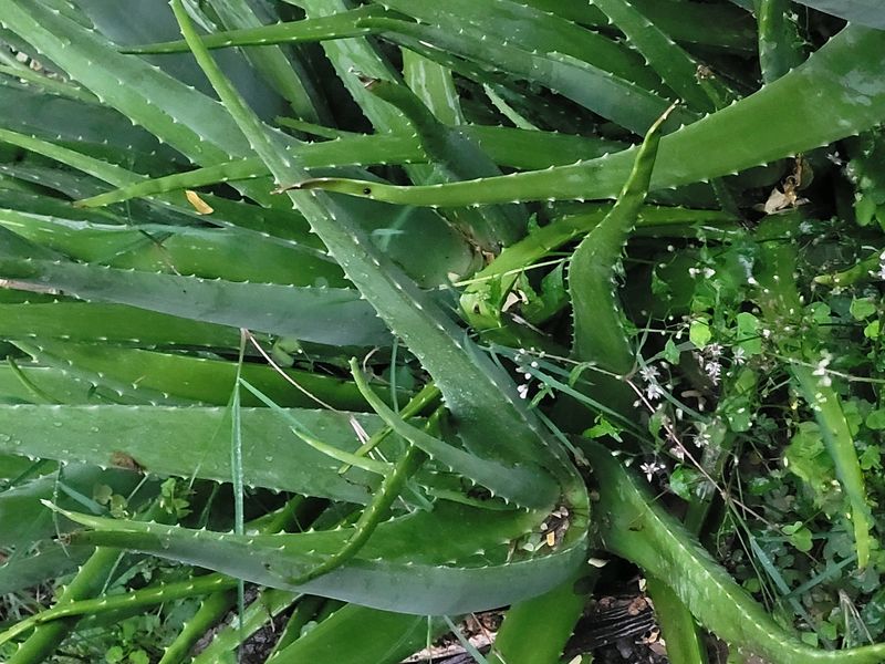 Aloe Vera Leaf Rs 10 OR 60 coins Organic