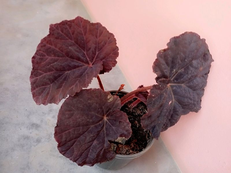 Begonia