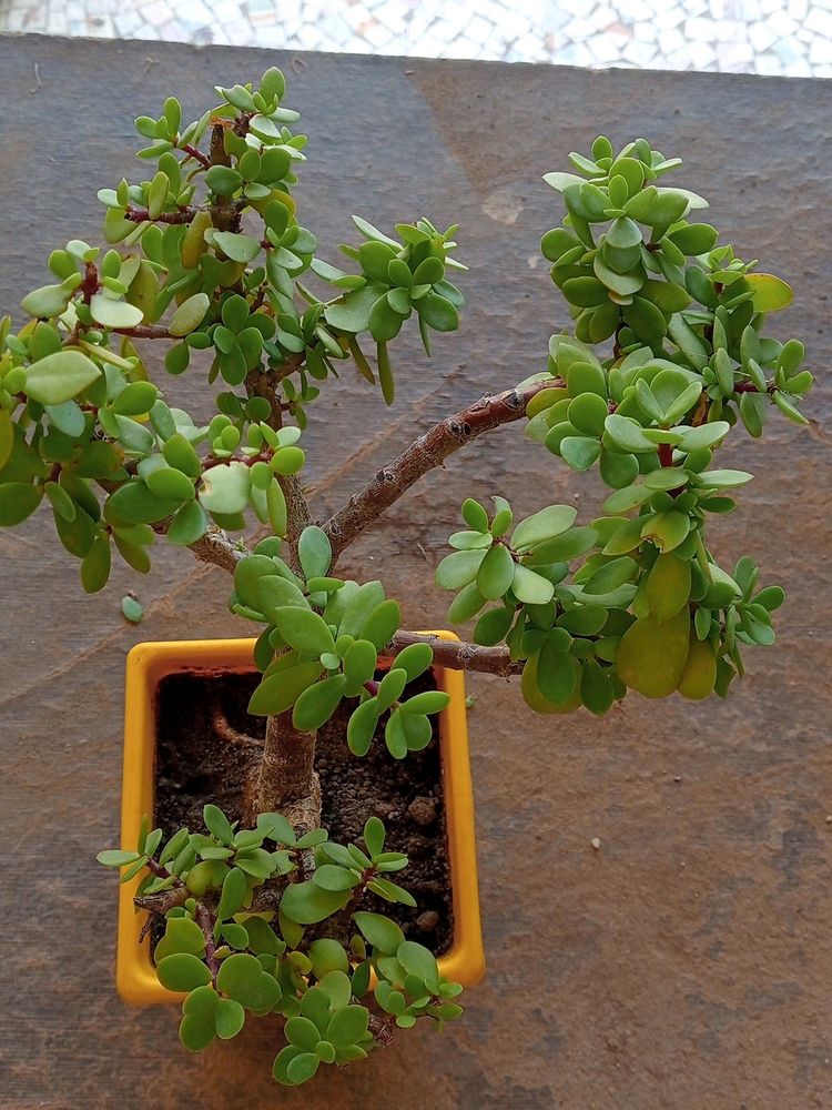 BONSAI KUBERAKSHI PLANTS