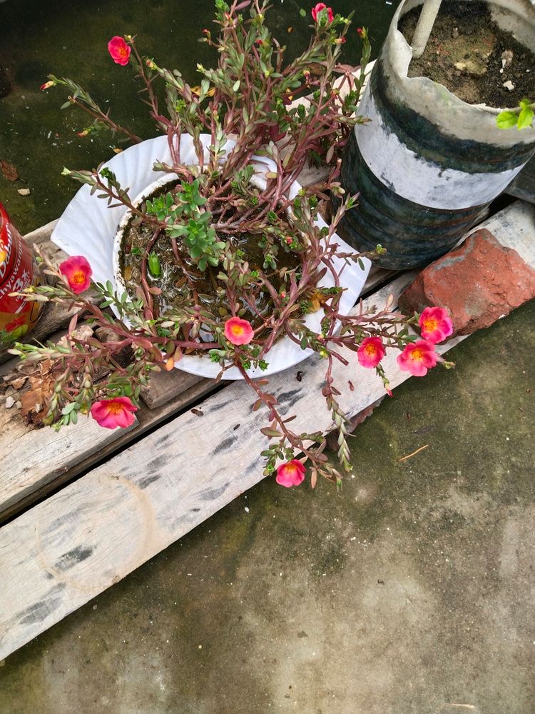 Portulaca Plant Cutting -Dark Peach Colour