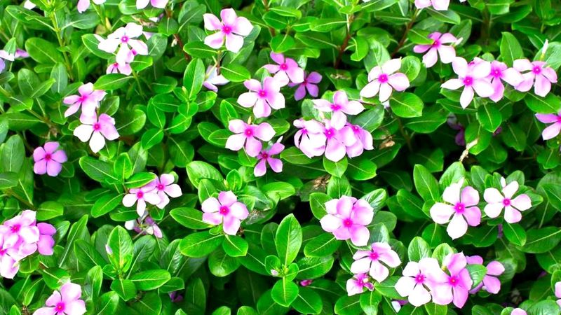 Madagascar Periwinkle