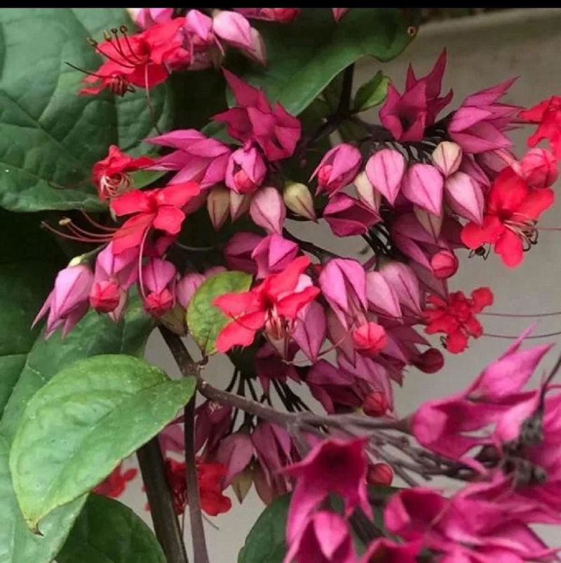 Pink Bleeding Heart Plant