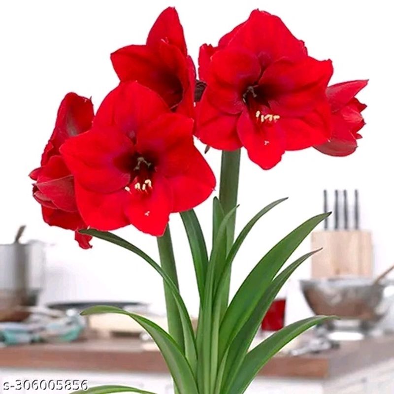 Classic Red Lily Flower Plant