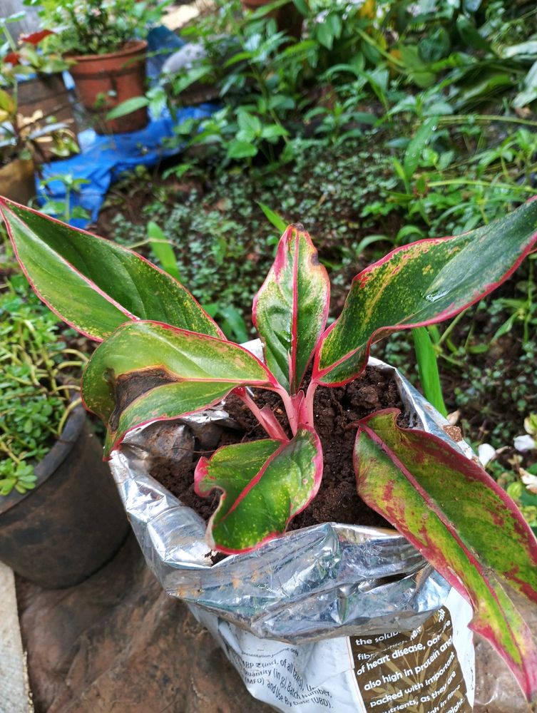 Aglaonema Plant