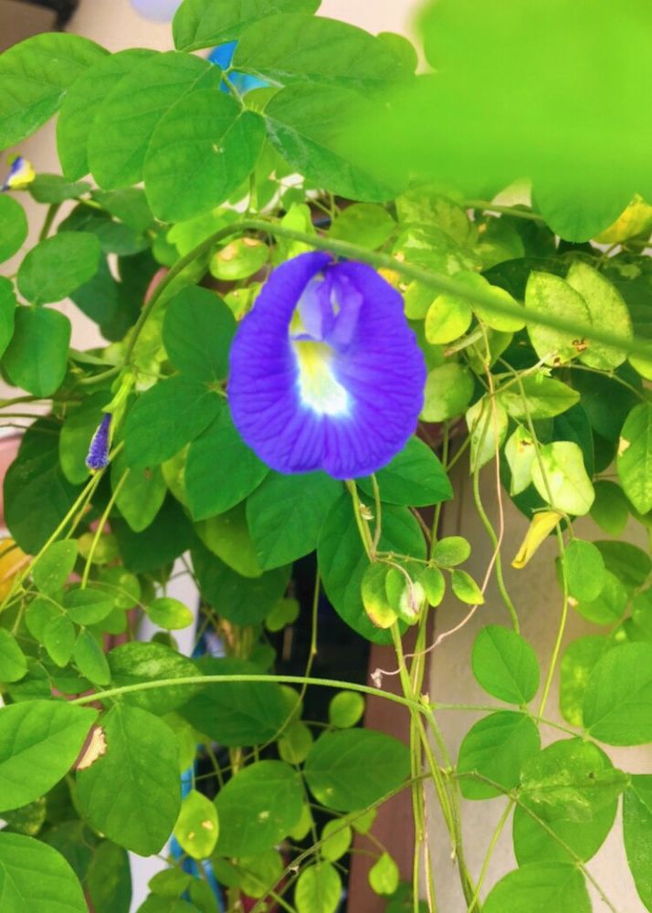 Butterfly Pea Seeds (Aparajitha)