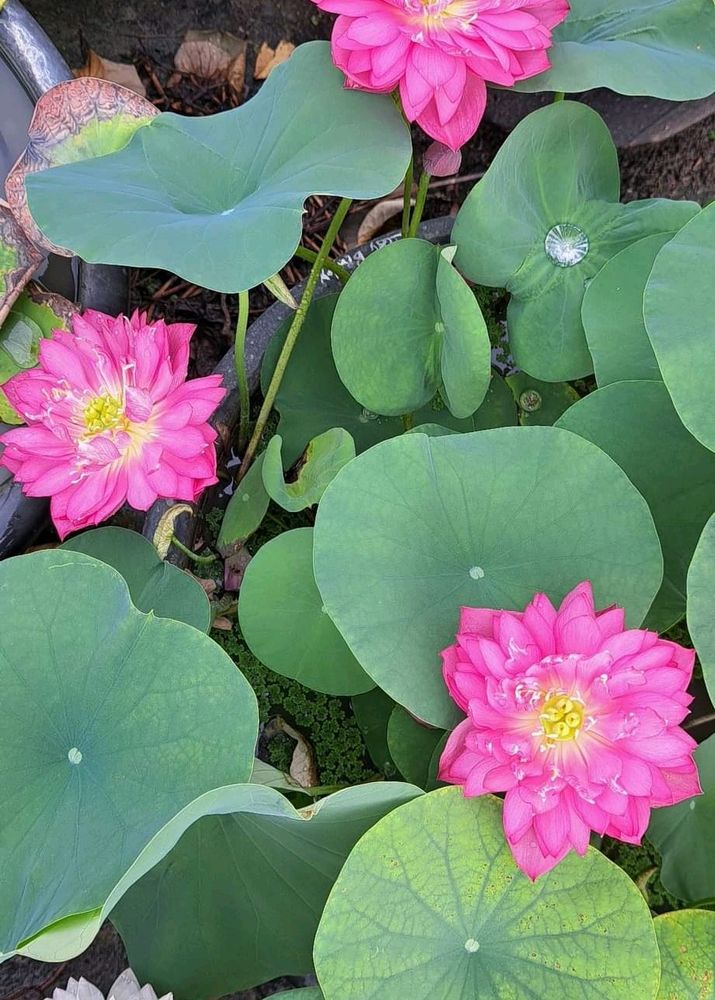 Lady Bingley Lotus Tuber