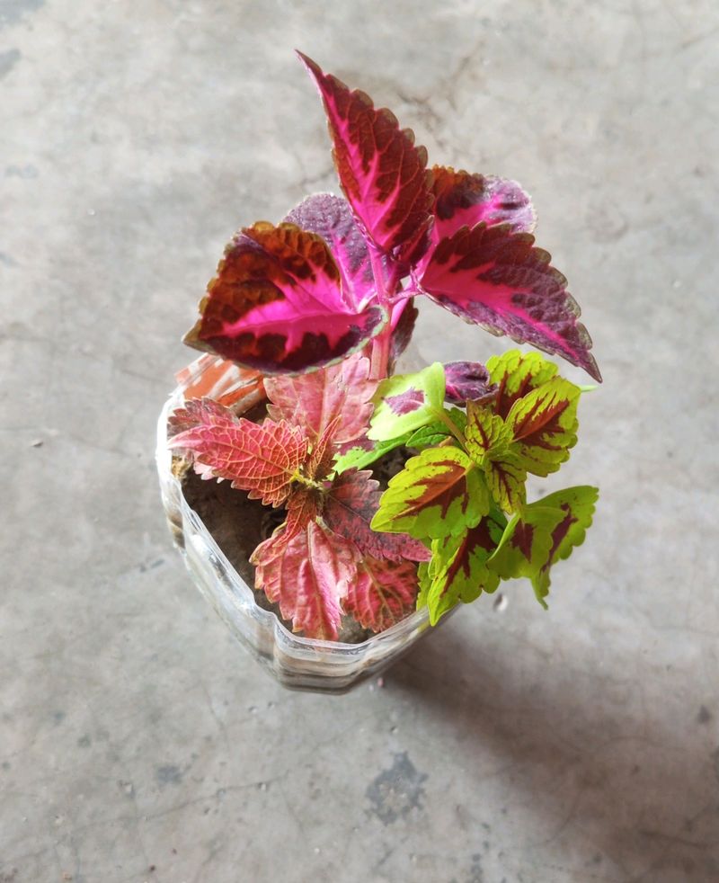 3 Shades Coleus Plant