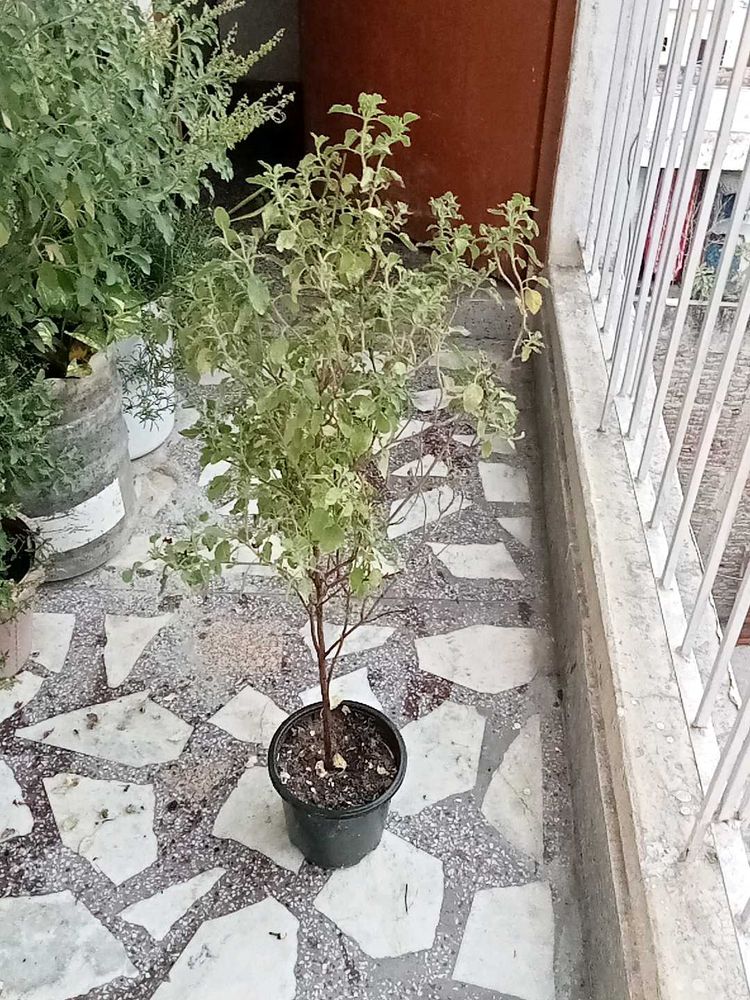 Tulsi Plant