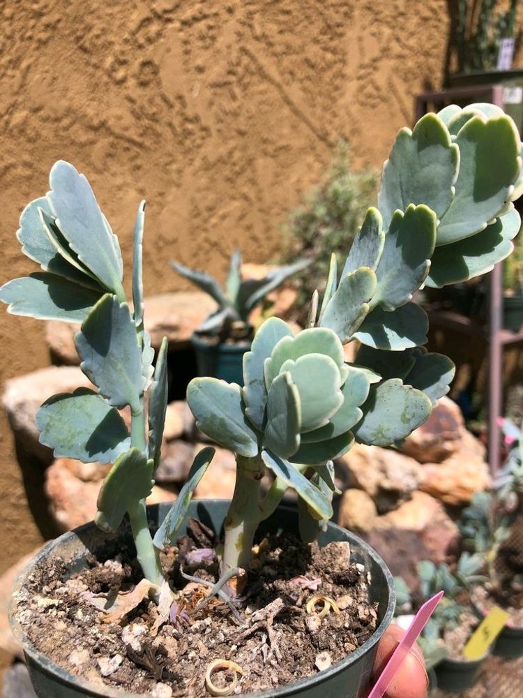 Succulent Hanging Plant Kalanchoe fedtschenkoi