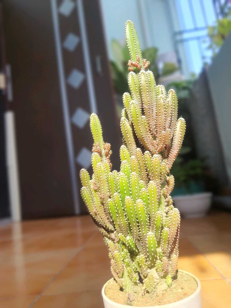 Live Fairy Castle Cactus Plant