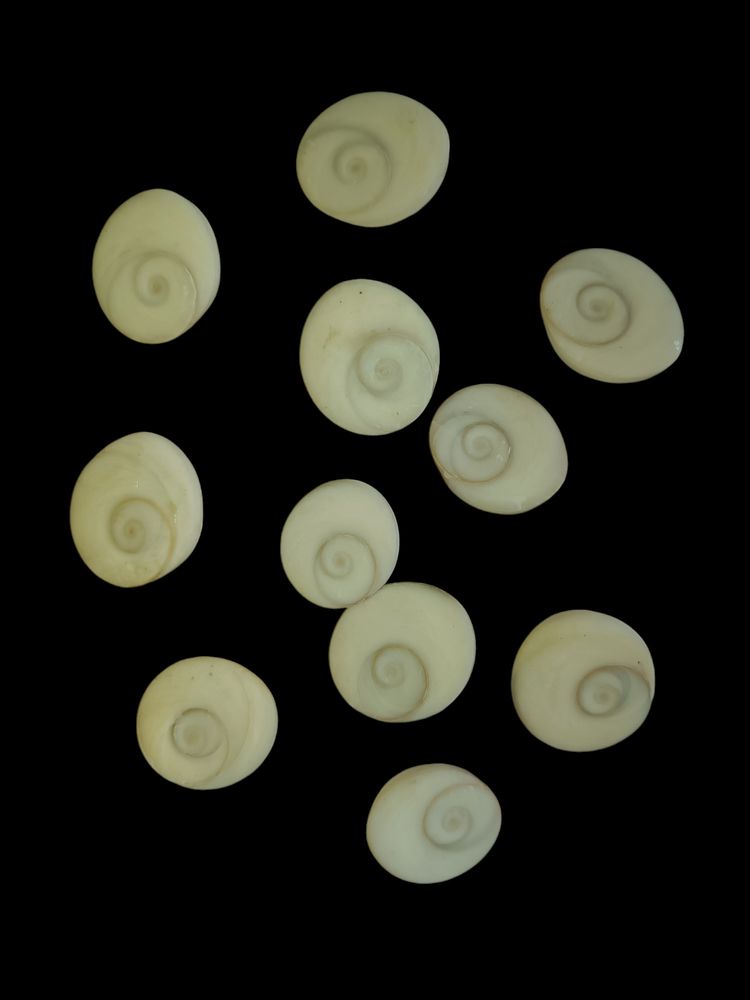 Original Gomti Chakra (Set Of 11p )