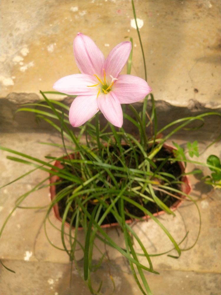 Combo Pink Rain Lilly 2 Bulb +10 O Clock Cutting 3