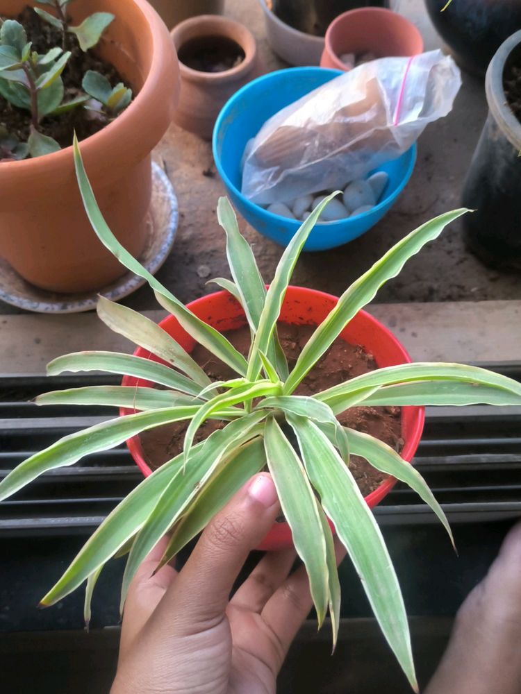 Spider Plant