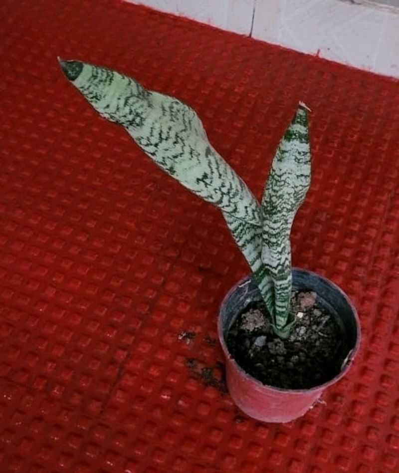 Dwarf Snake Plant & Pot