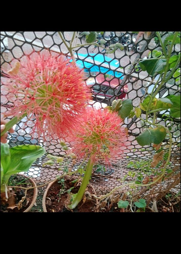 Football Lily Seeds