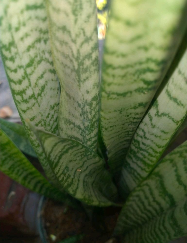 Dracaena Snake Plant