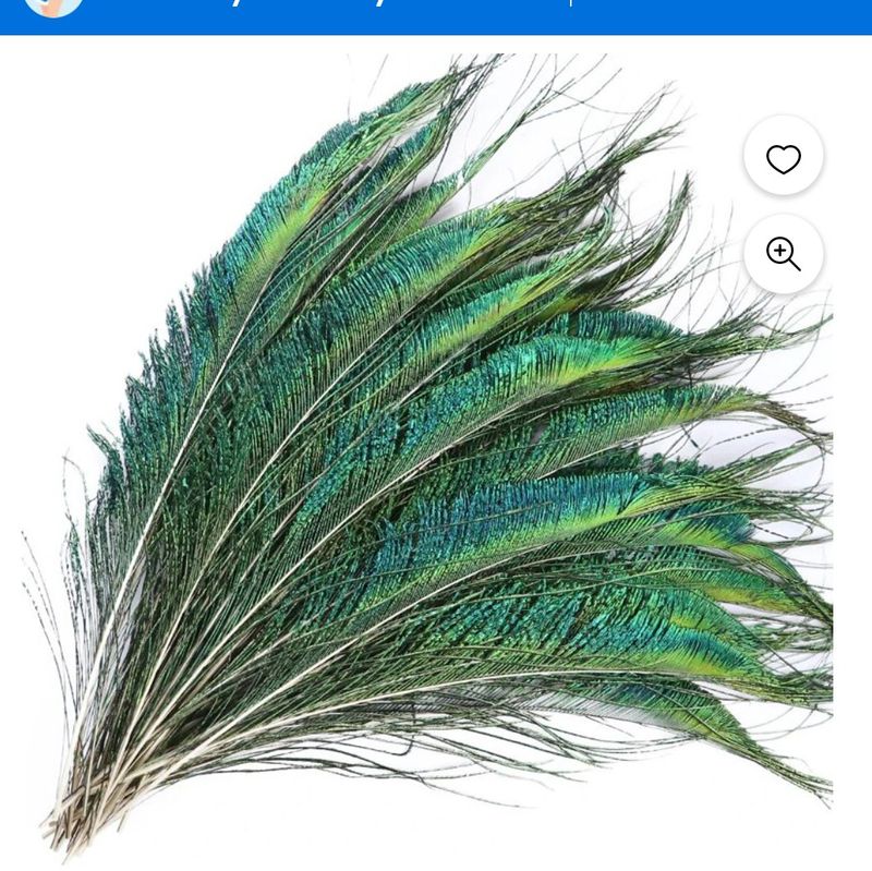 Beautiful Peacock Feather Bunch