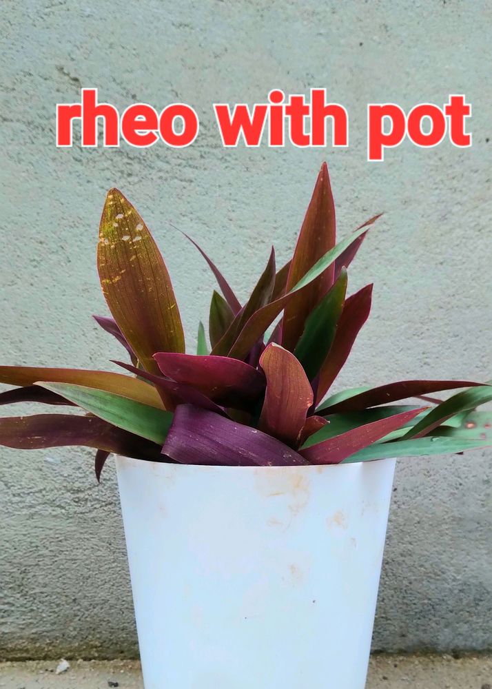 Rheo With Pot