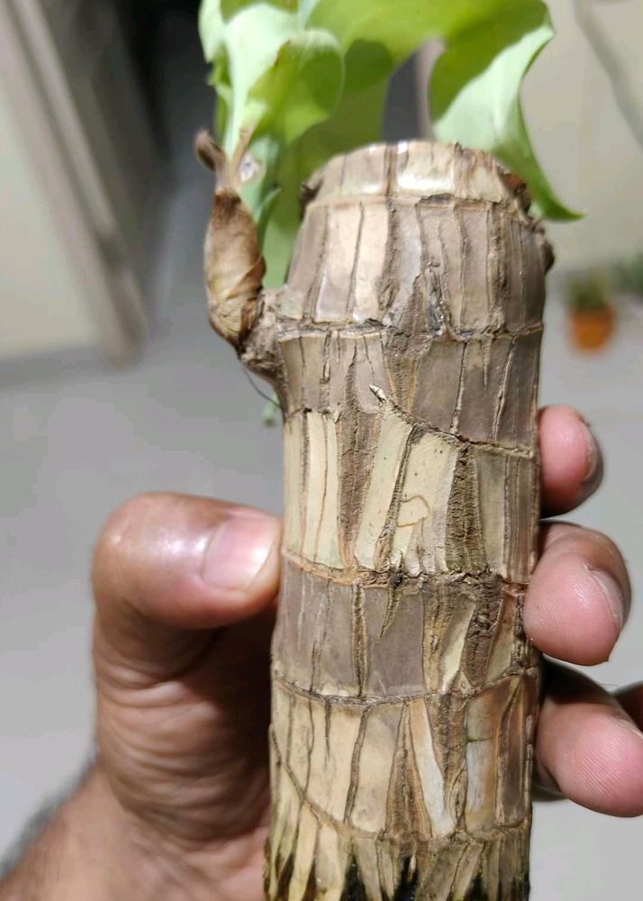 Brazalian Lucky Wood Plant