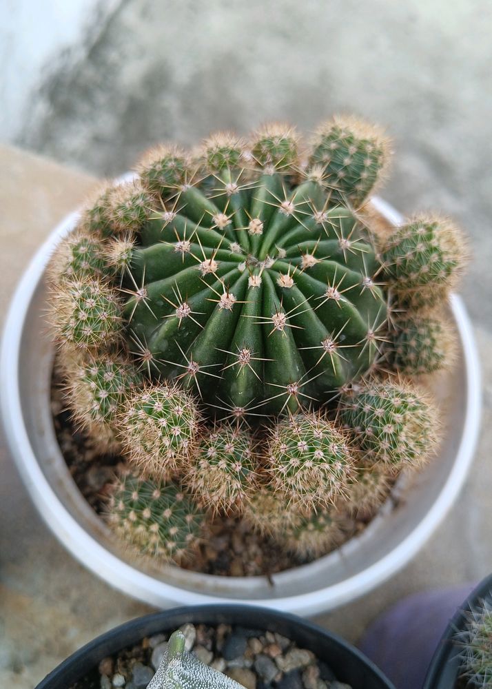 Cactus Baby Pup