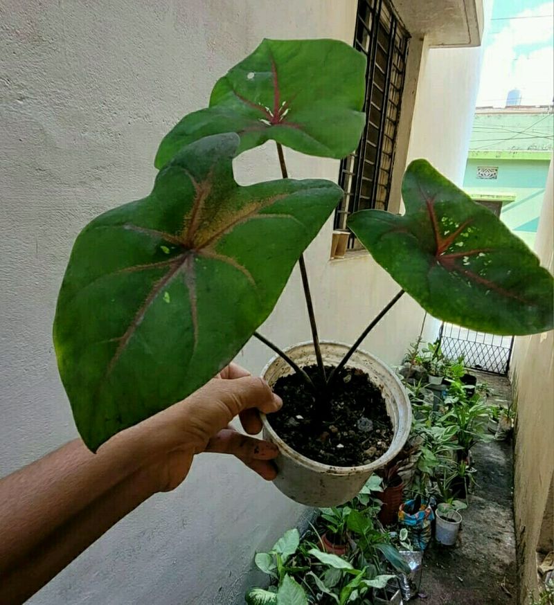 Caladium Bicilor Plant 🌵Pot