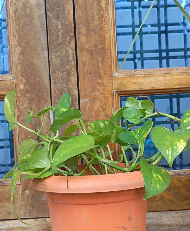 Money Plant With Pot